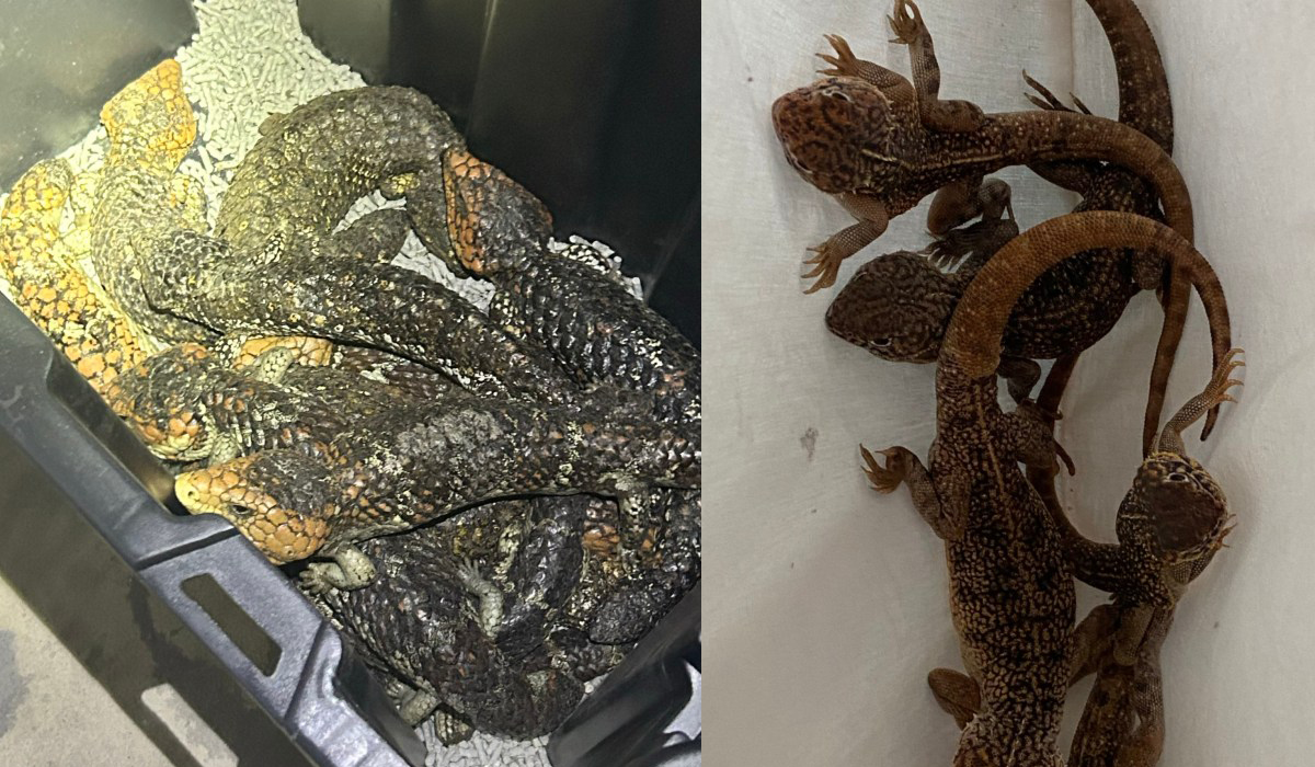 Hundreds of lizards seized in Australia police bust